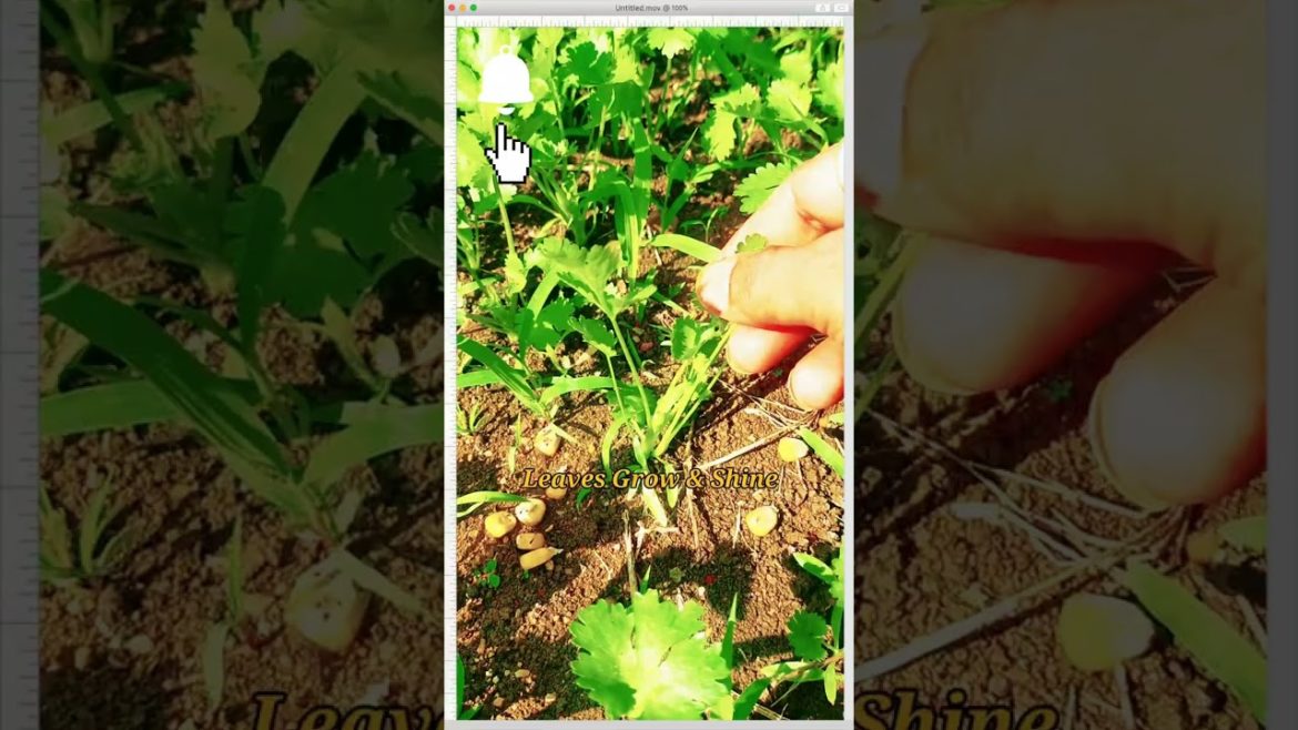 #shorts#Gardening Tips & Techniques at Home#Garden Ideas Care & Intercrop of Plants#Garden Tour