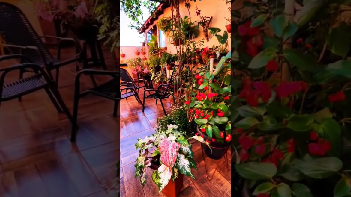 mix flowers sweet home garden tips #mix #flowers #homegarden #garden #tips #viral #youtubeshorts mix flowers sweet home garden tips #mix #flowers #homegarden #garden #tips #viral #youtubeshorts