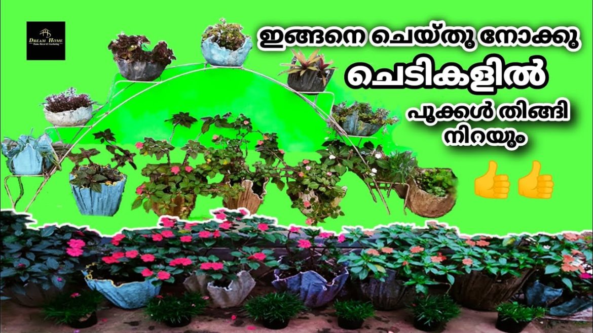 Chedi Valarthal Tips Malayalam | Pro Tips For Gardening Malayalam | #homedecor #gardening #dreamhome