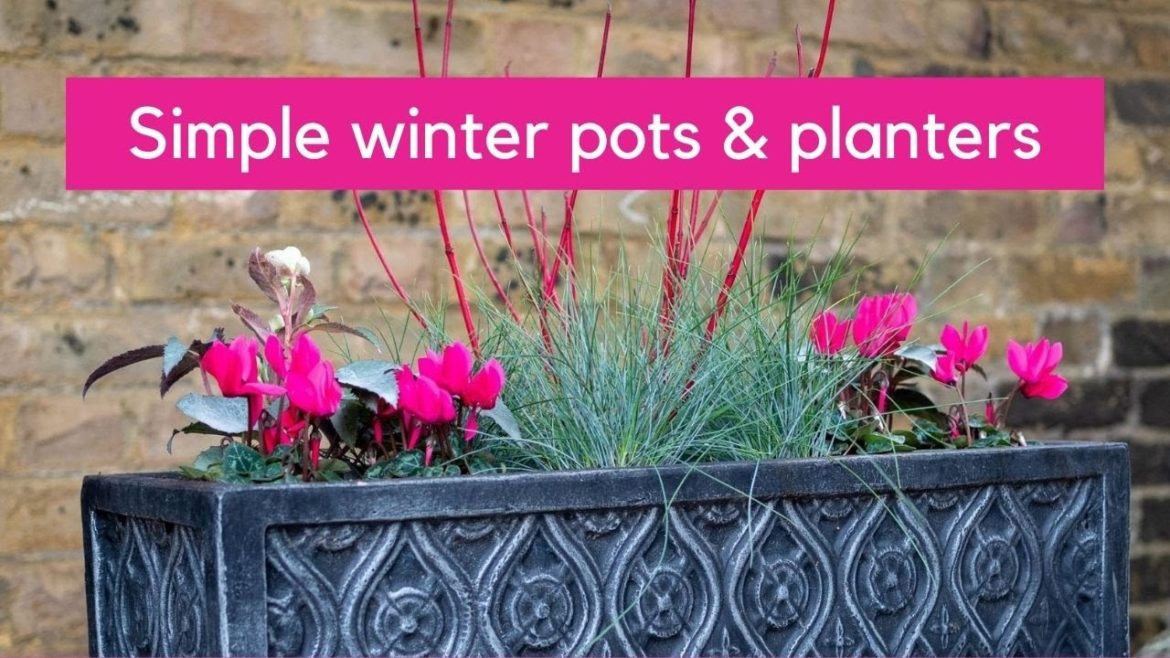 How to plant winter pots, window boxes and container gardens