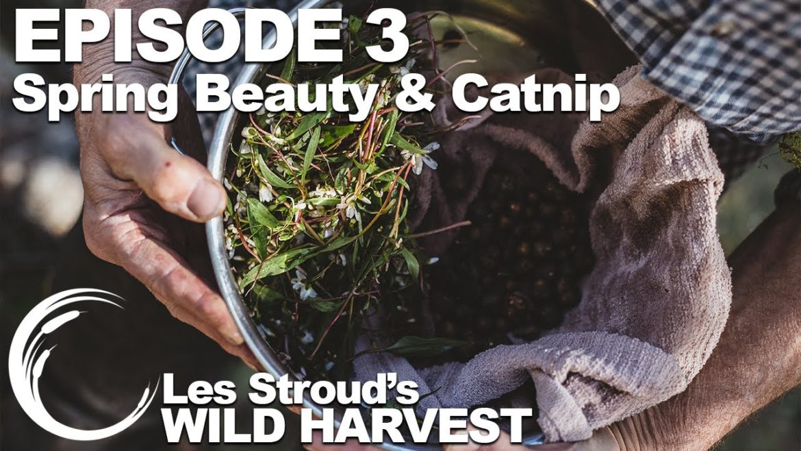 Wild Harvest | Season 2 | Episode 3 |  Spring Beauty & Catnip