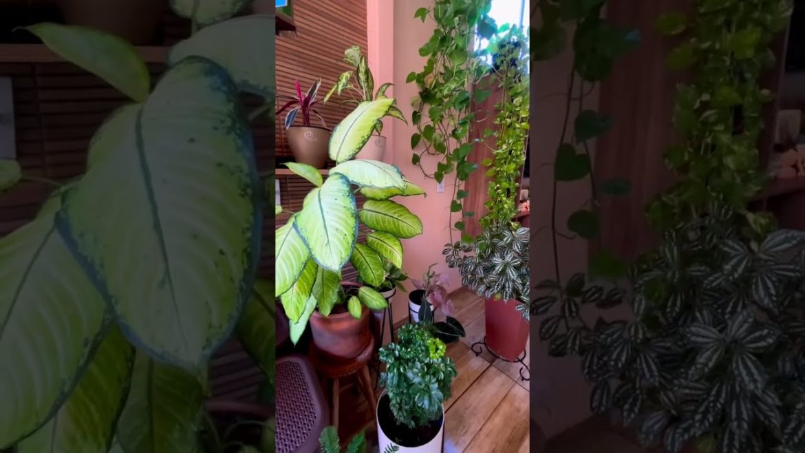 Beautiful morning garden tips #beautiful #morning #garden #gardening #tips Beautiful morning garden tips #beautiful #morning #garden #gardening #tips