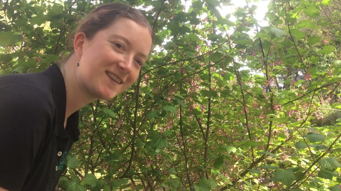 The Museum's Native Plant Garden The Museum's Native Plant Garden