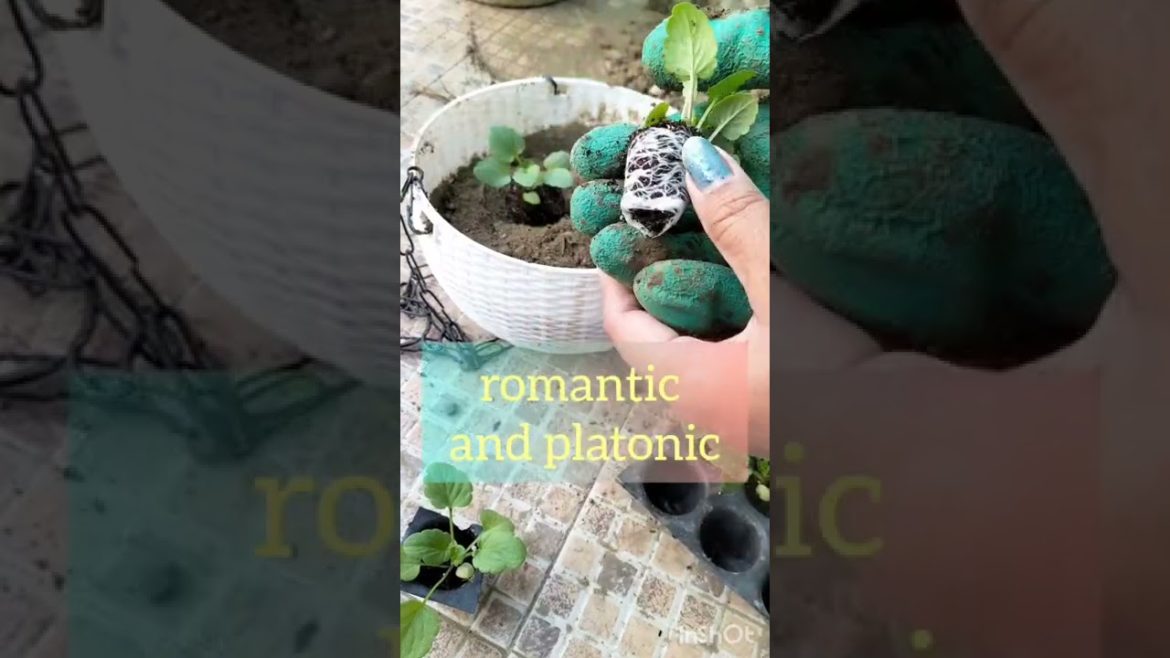 how to grow #pancy  #facts #shortsfeed #how to re-pot