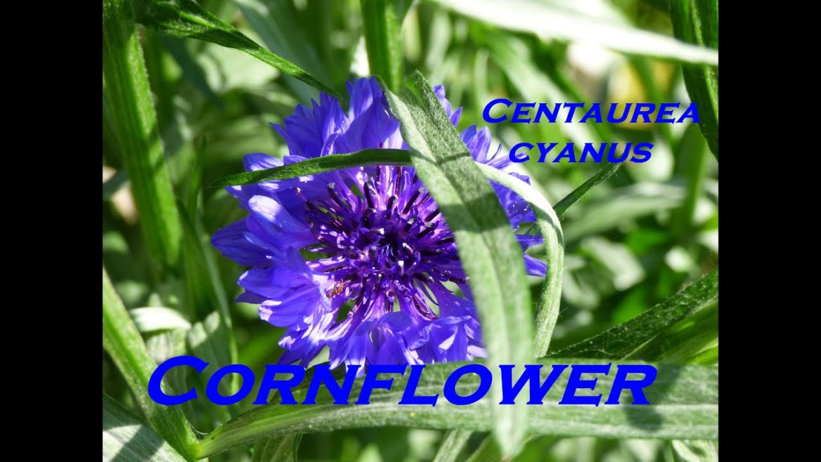 Gardeners World 2022 Episode 12 Cornflower Centaurea cyanus Gardeners World 2022 Episode 12 Cornflower Centaurea cyanus