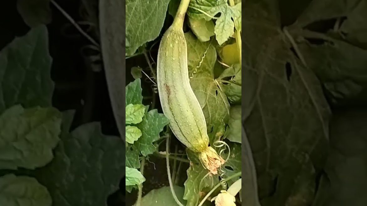 #viral#shorts#flower#gardening#torai#vegetable#tree