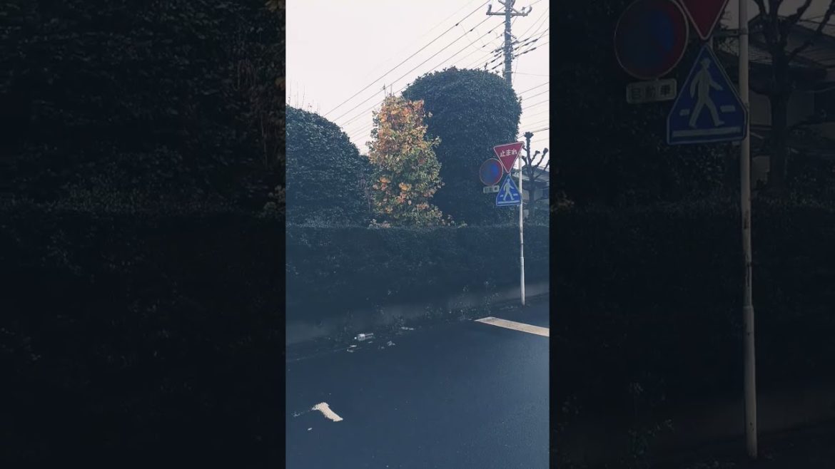 Japanese garden Japanese garden