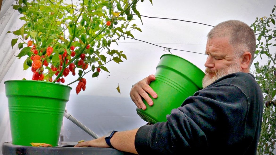 This Garden Is A Bloody Eyesore | Allotment Gardening With Tony