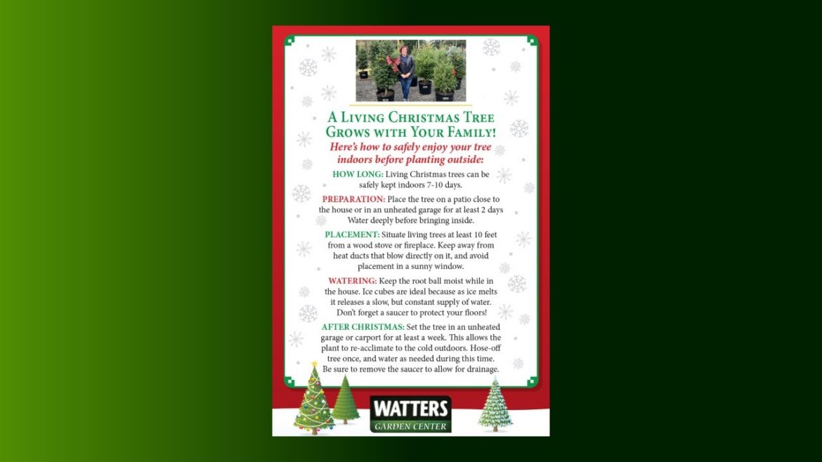 A Living Christmas Tree Grows with Your Family