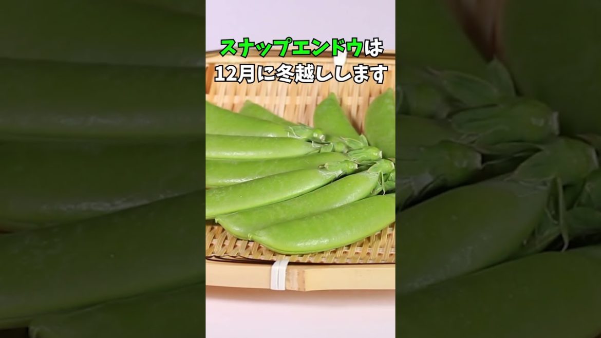 家庭菜園でやりたい!スナップエンドウ栽培で12月の防寒対策!#shorts /Tips for increasing pea yields in winter. 家庭菜園でやりたい!スナップエンドウ栽培で12月の防寒対策!#shorts /Tips for increasing pea yields in winter.