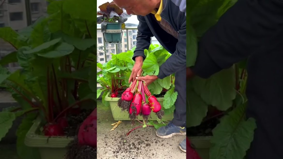 Granpa rooftop garden: harvest red Radish Granpa rooftop garden: harvest red Radish
