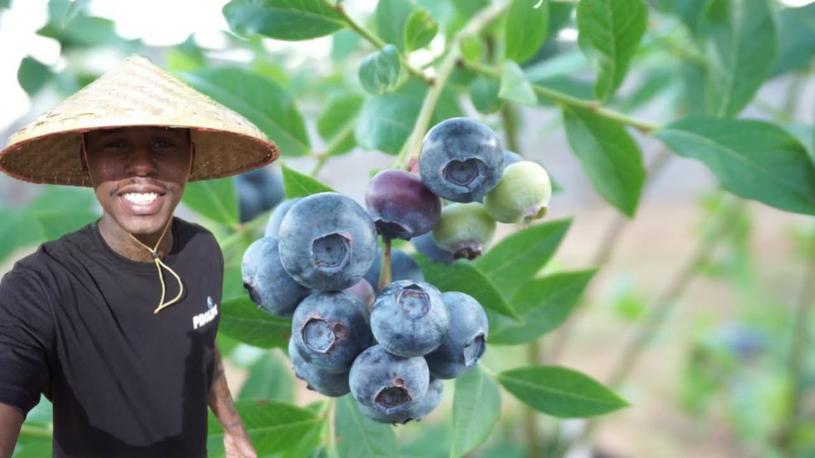 BLUEBERRY PLANTS | FREE BLUEBERRIES BLUEBERRY PLANTS | FREE BLUEBERRIES