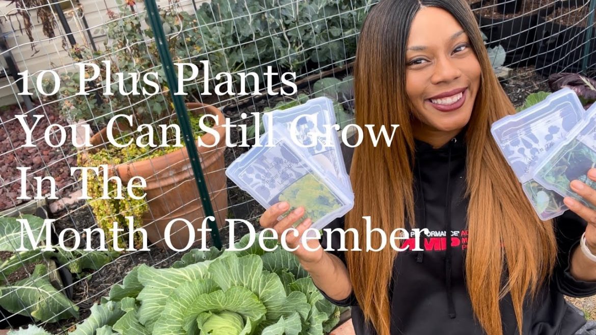 What You can Plant In The Month Of December In Your Kitchen Vegetable Home Garden 10 plus Plants