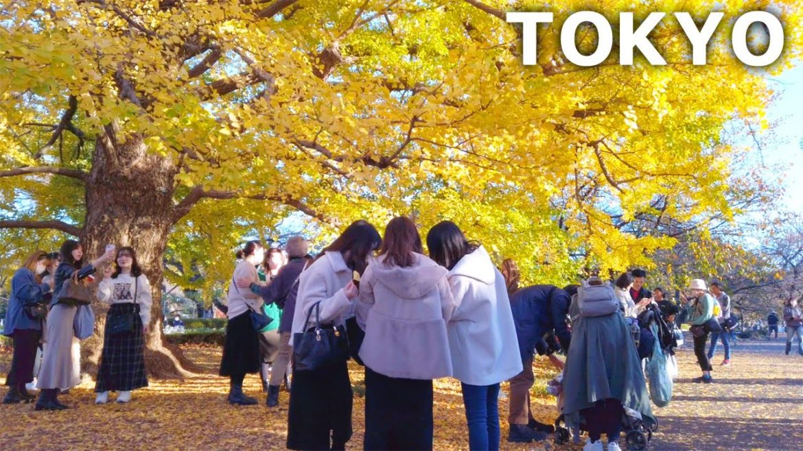 [4k] Tokyo - Shinjuku Gyoen. Colors of Late Autumn (Nov. 2022)