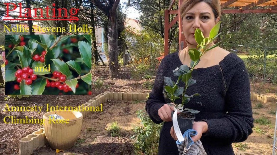 Planting Nellie Stevens holly and Amnesty International climbing rose!