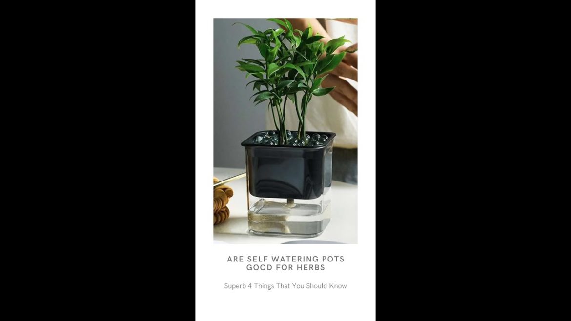Are Self Watering Pots Good For Herbs, Superb 4 Things That You Should Know