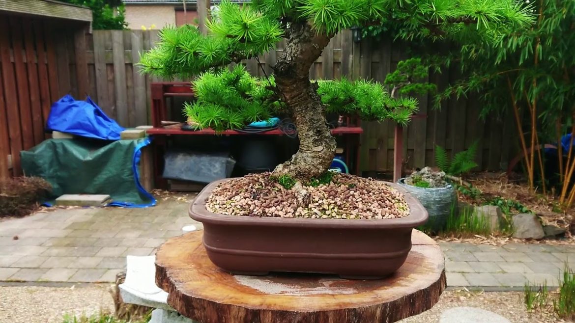 DIY Koi pond & Japanese garden 2019