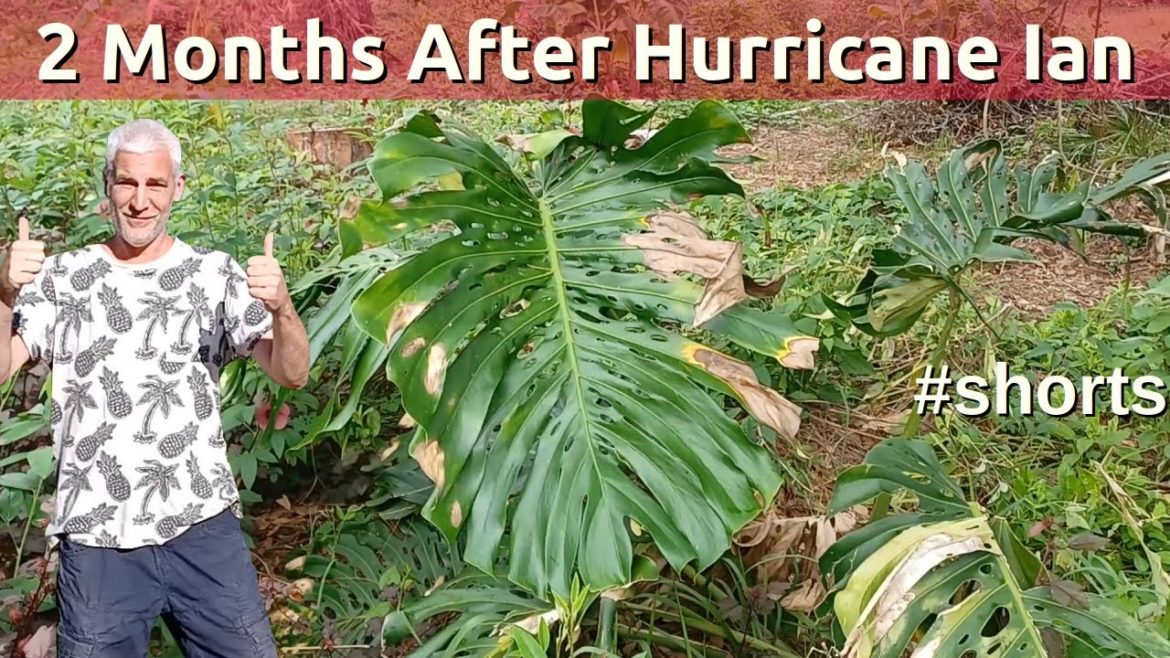 #shorts Monstera Deliciosa Food Forest Gardening