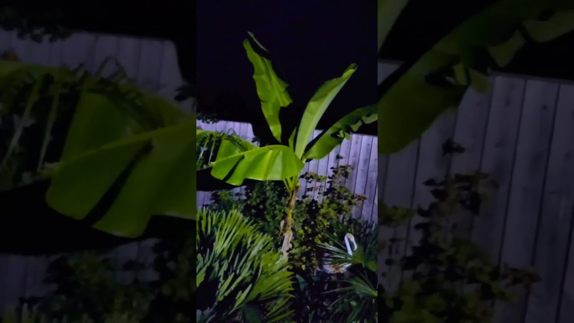 🇯🇵 Japanese fibre banana tree 🍌 in our exotic tropical garden 🌴 🇯🇵 Japanese fibre banana tree 🍌 in our exotic tropical garden 🌴