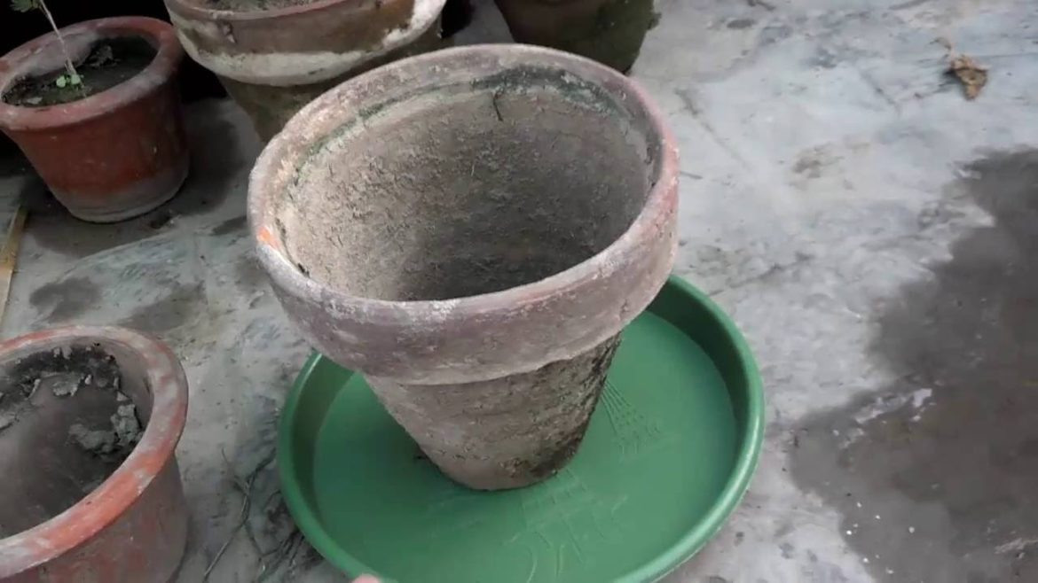 Vegetable Gardening Tips | Flowers for Outdoor Planters | Gardening Ideas (Urdu/hindi)