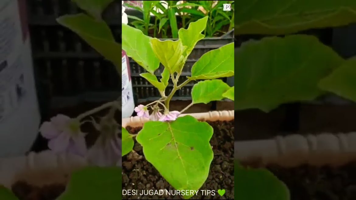 Beautiful Terrace Garden #shorts #youtubeshorts #ytshorts #viral #shots #gardening 💚