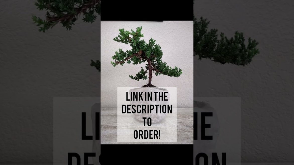 Japanese Juniper Bonsai Tree For Sale 🔴#bonsai #christmasgifts