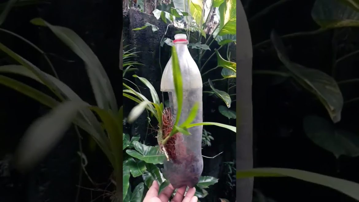 #gardeningtips #gardeningideas  #reuseideas #savetheplanet #tropicalgardening
