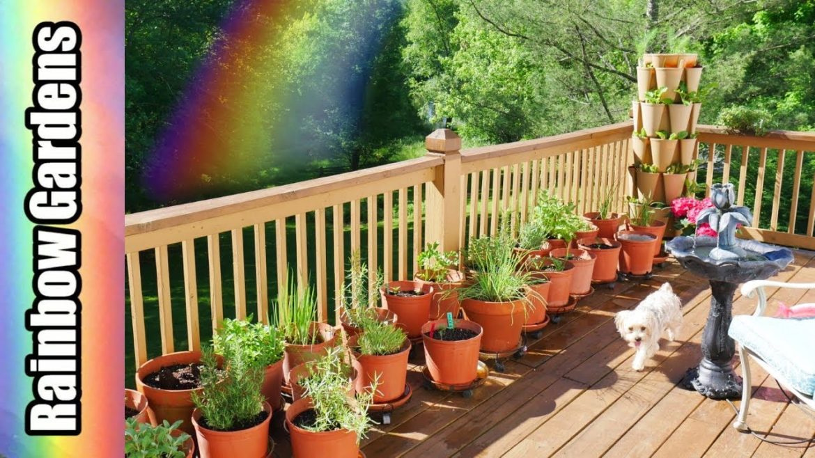 The Herb Container Garden: Annuals VS Perennials in May 13 & Growing Tips