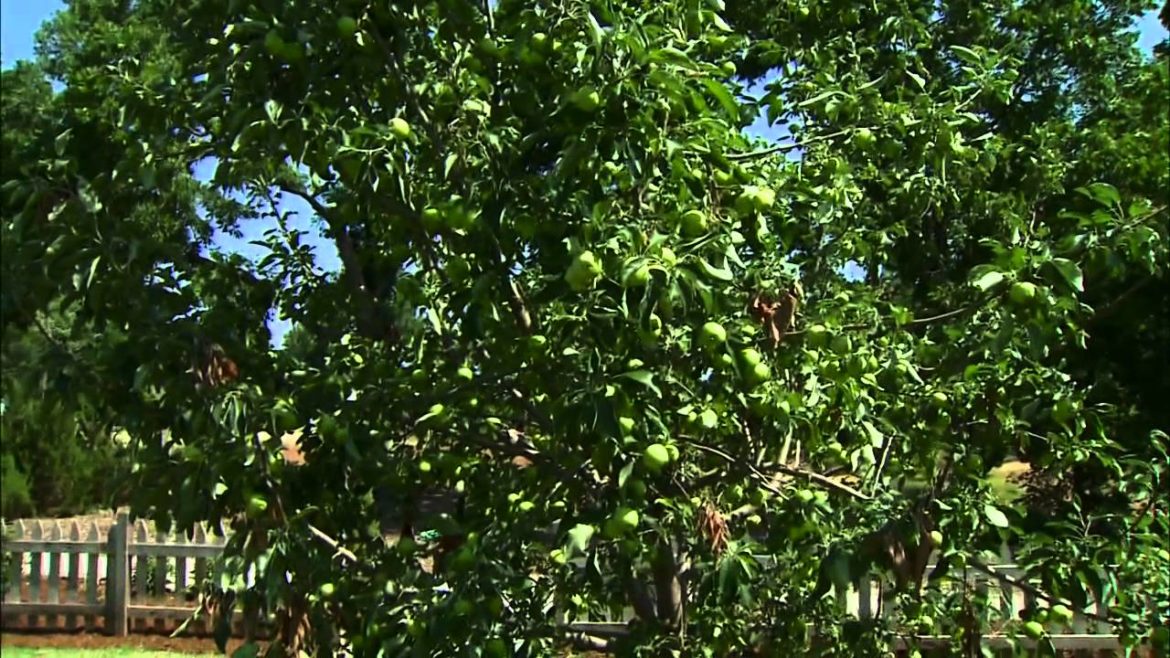 Edible Landscape: Trees