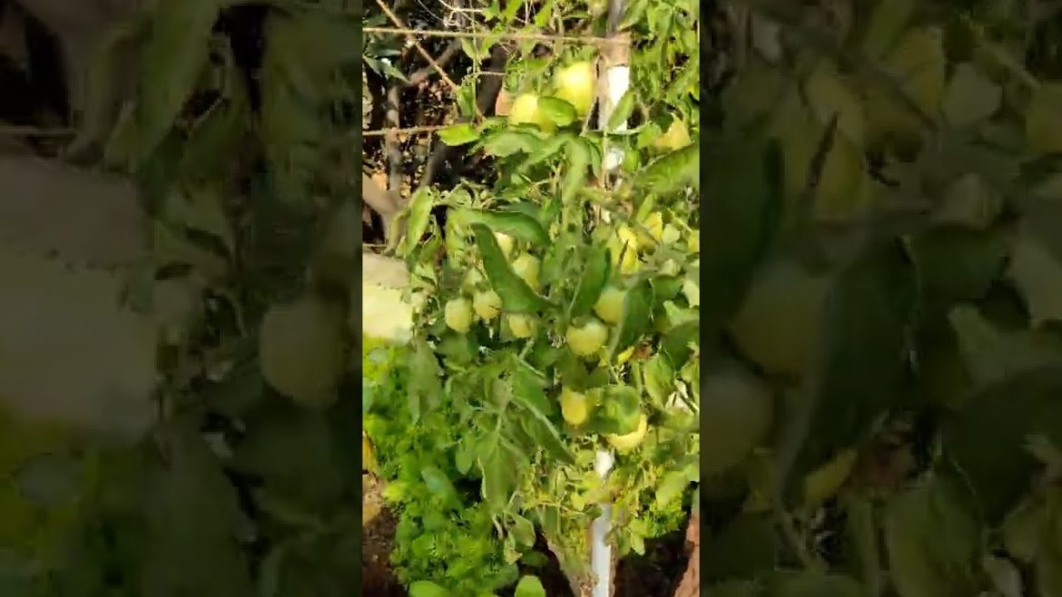 best tips for beginners, for terrace gardening #shorts