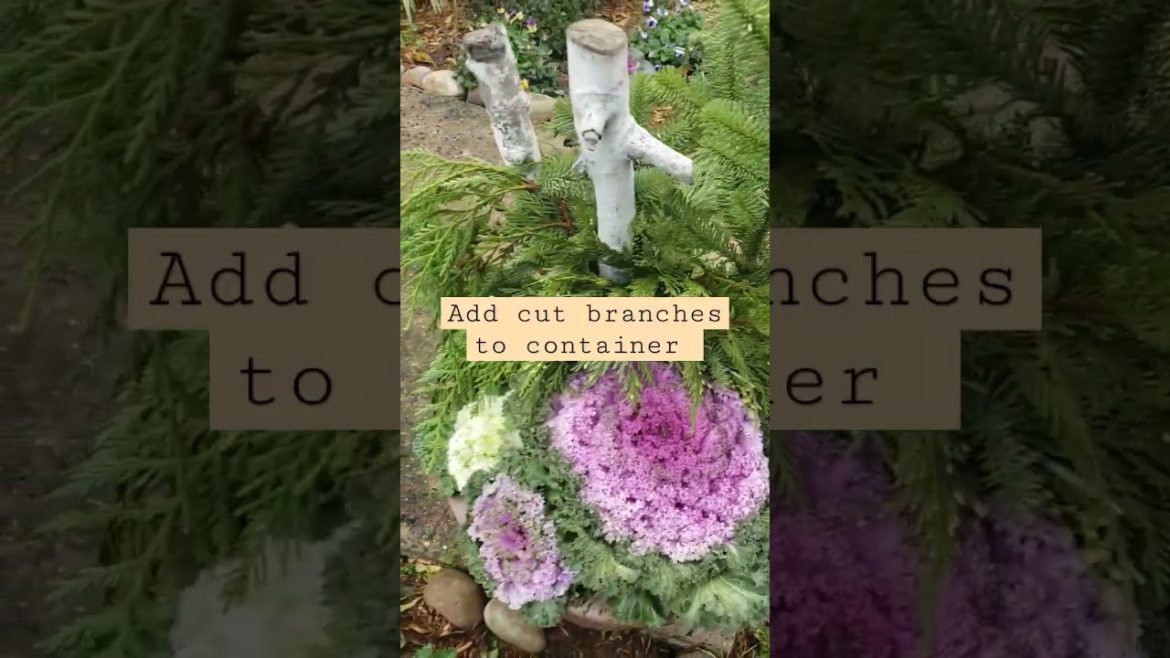 How To Keep Your Containers Looking Good | #evergreen #containergardening #shorts