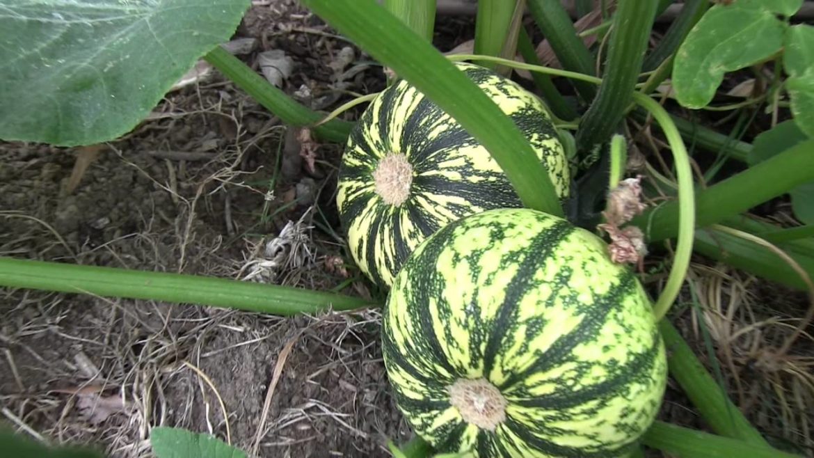 GARDEN TOUR: Backyard Garden June 2016 GARDEN TOUR: Backyard Garden June 2016