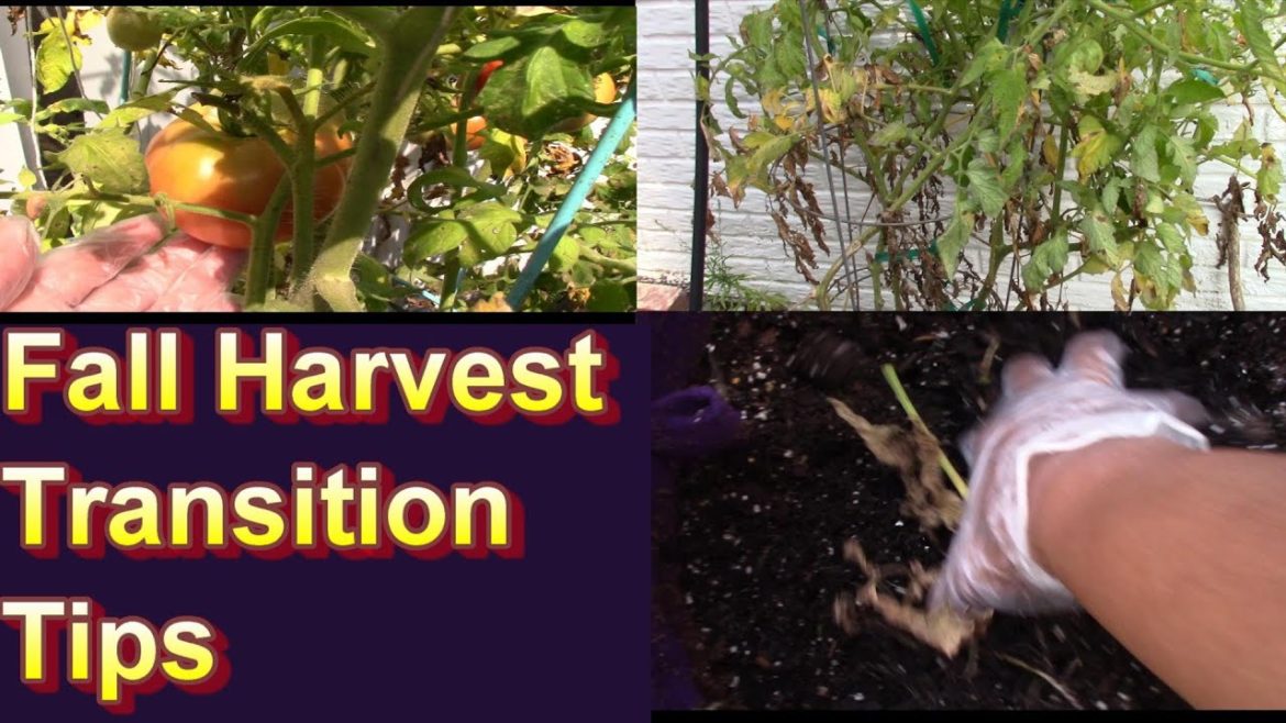 It's Time to Transition Your Summer Vegetable Container Garden to a Fall Harvest Extravaganza! It's Time to Transition Your Summer Vegetable Container Garden to a Fall Harvest Extravaganza!