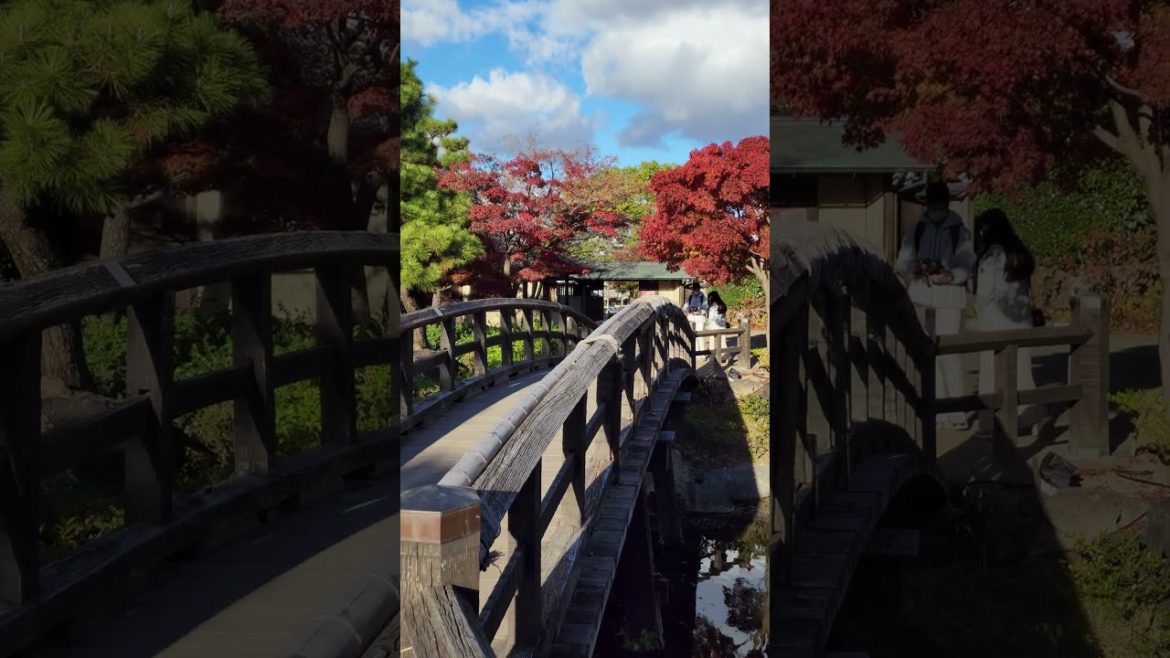 it's a Japanese Garden #shorts #shorts #short #8k