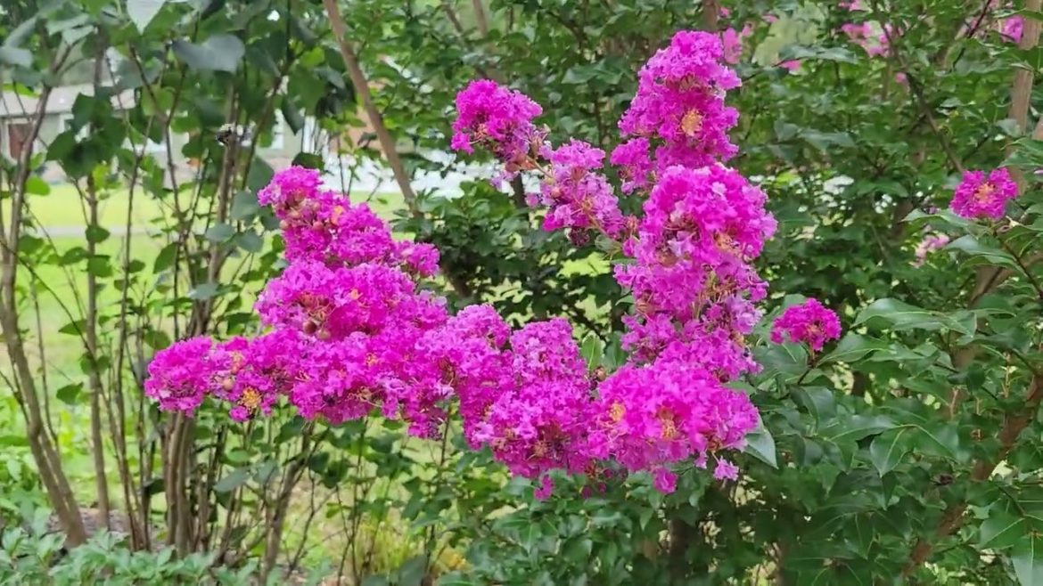 August Garden Tour 2022