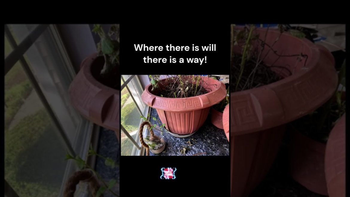 Where there is a will there is a way!! #shorts #youtubeshorts #positive Where there is a will there is a way!! #shorts #youtubeshorts #positive