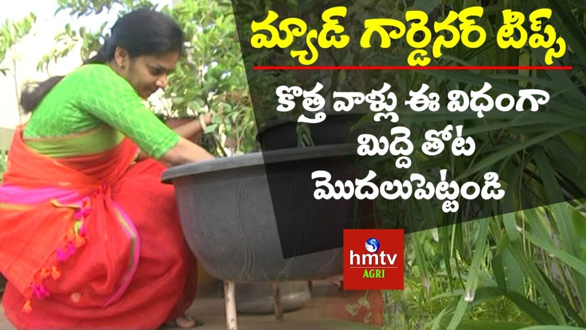 Terrace Garden Tips for Beginners | Mad Gardener Madhavi | hmtv Agri