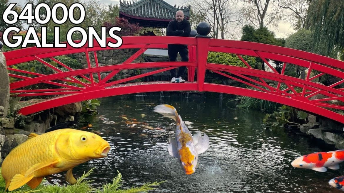 I VISIT THE BIGGEST KOI POND IN THE UK 64000 GALLONS I VISIT THE BIGGEST KOI POND IN THE UK 64000 GALLONS