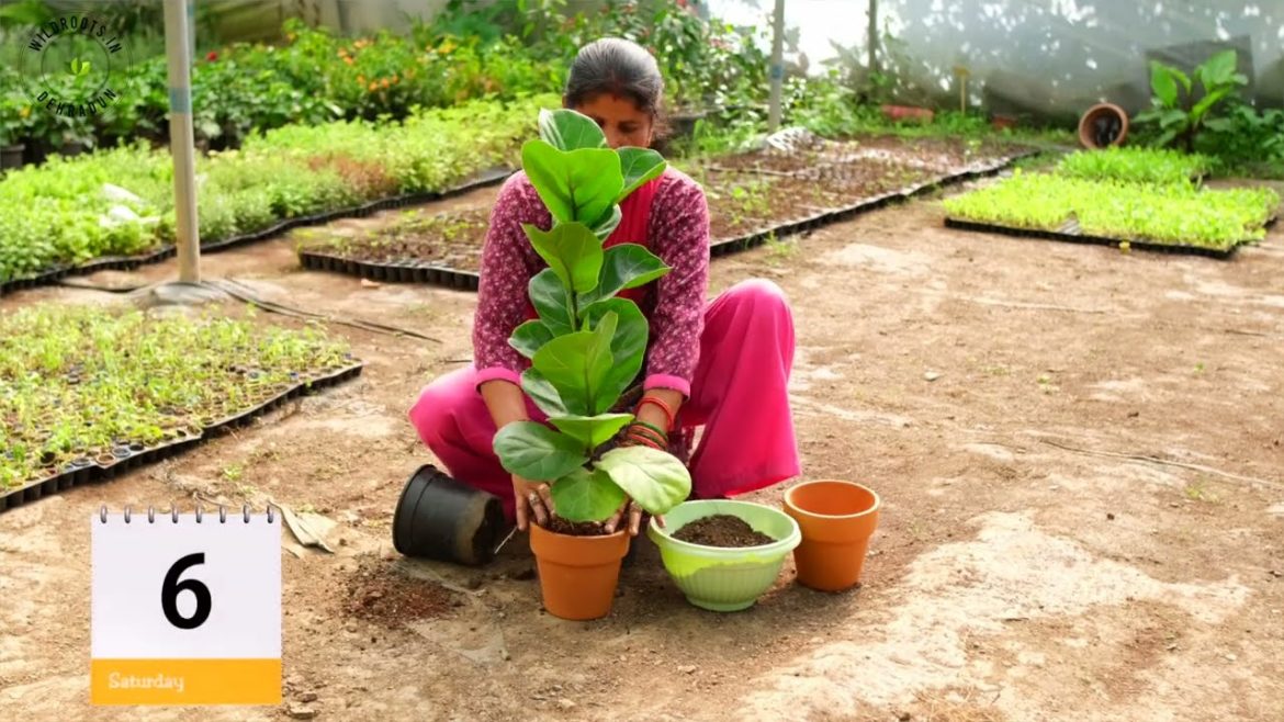 Unexpected quality of plants | 6 Things You Need to Know About online plant nursery | wildroots.in