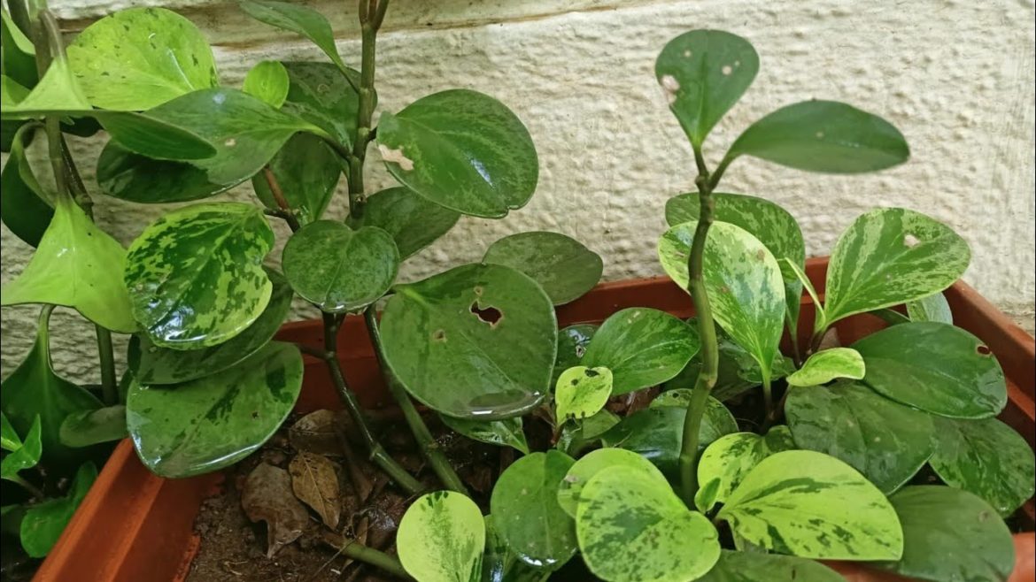 Peperomia Care guide in simple steps