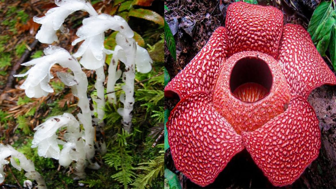 15 MOST Strange and Unusual Plant Species 15 MOST Strange and Unusual Plant Species