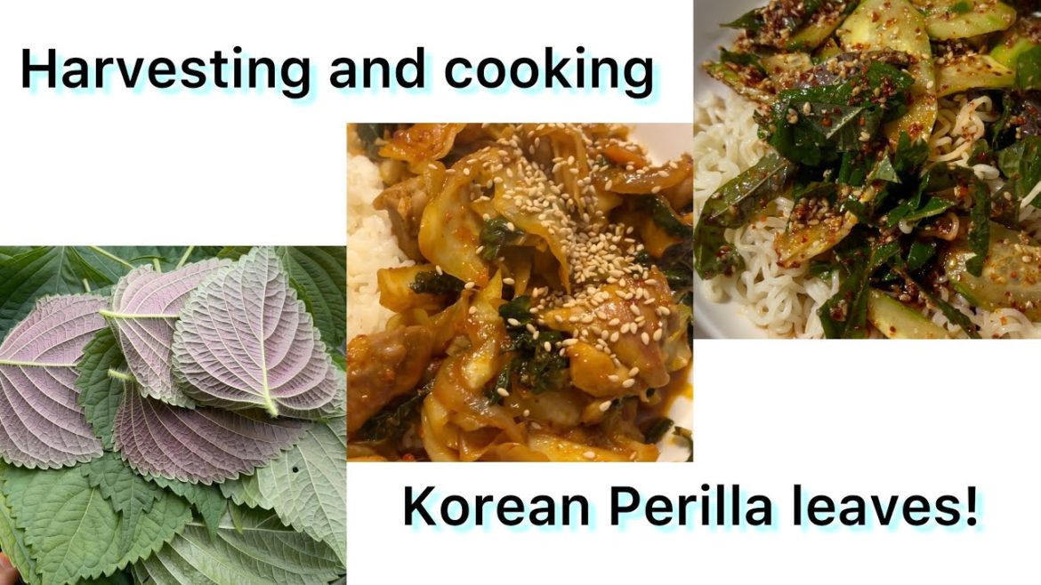 My Backyard Garden – Harvesting and cooking Korean perilla leaves! My Backyard Garden - Harvesting and cooking Korean perilla leaves!
