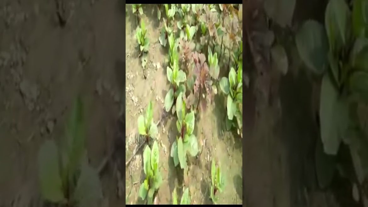 Green Vegetable #shorts #youtubeshorts Green Vegetable #shorts #youtubeshorts