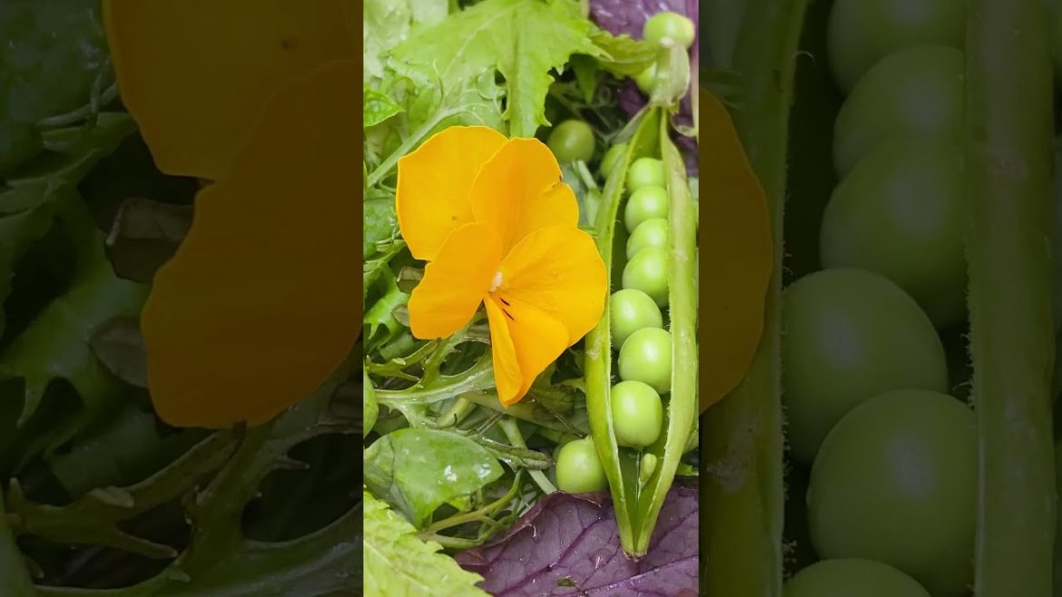 Edible Flowers Edible Flowers