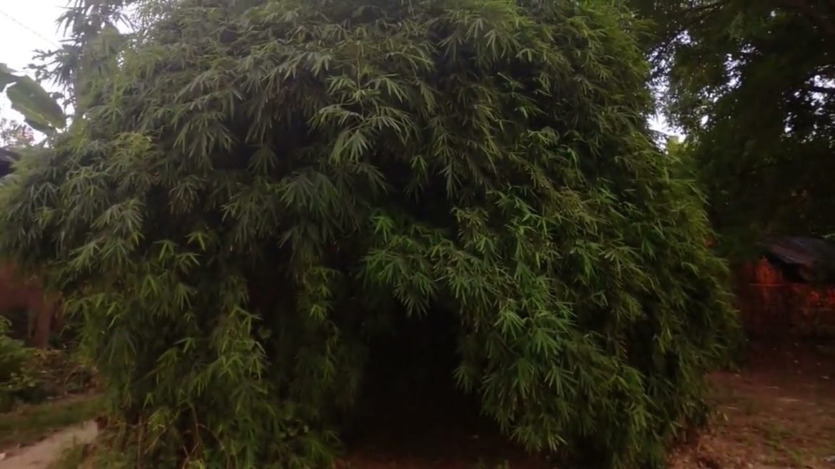 बाँस, एक कमाल का पौधा। Bamboo, A very useful & beautiful plant. #bamboo #plants #vlog #viral #vlogs