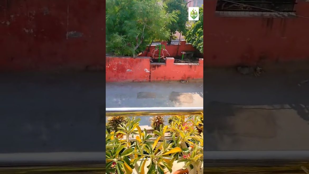 Gardening #shorts #ytshorts #viral #homegarden