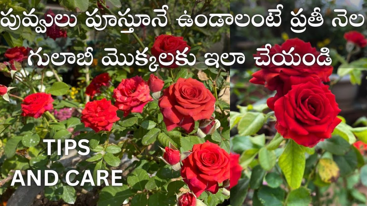 ప్రతీ నెల గులాబీ మొక్కలకు ఇలా చేయండి | Rose Plant Care And Tips | Seeds For Sale
