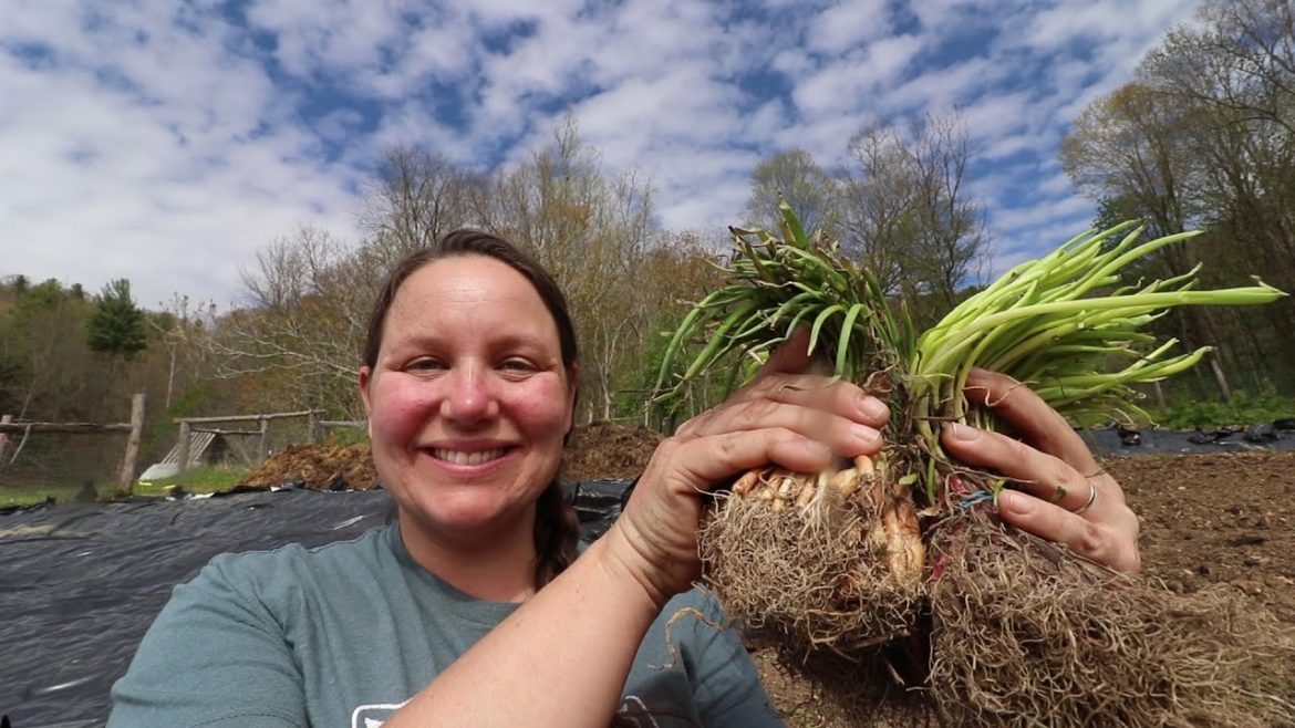 She PLANTED 400 ONIONS in her BACKYARD GARDEN She PLANTED 400 ONIONS in her BACKYARD GARDEN