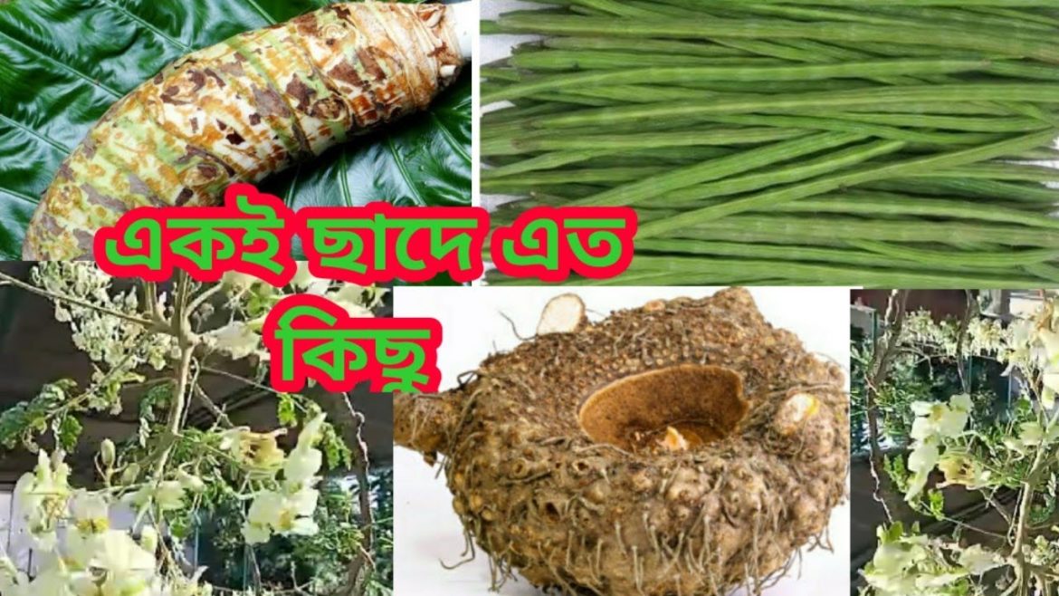 Harvesting Fresh Organic Vegetables From Rooftop Vegetable Garden.