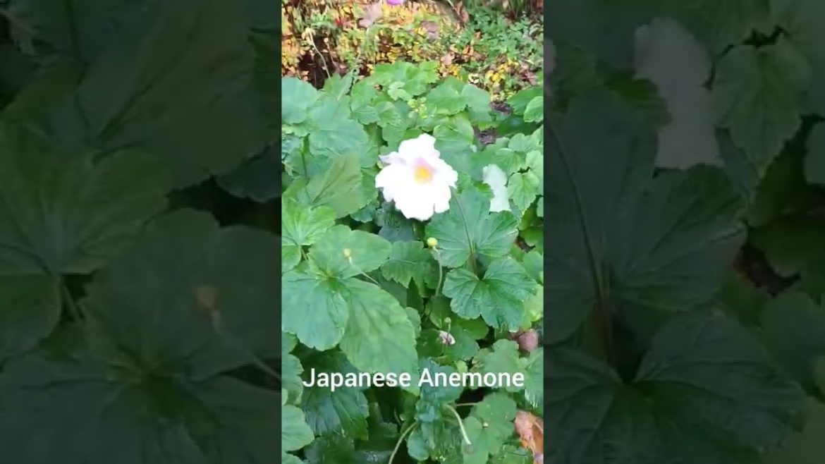 Japanese Anemones with their beautiful late flowers